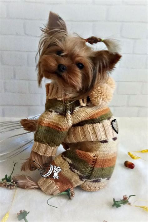 luxury designer dog clothes.